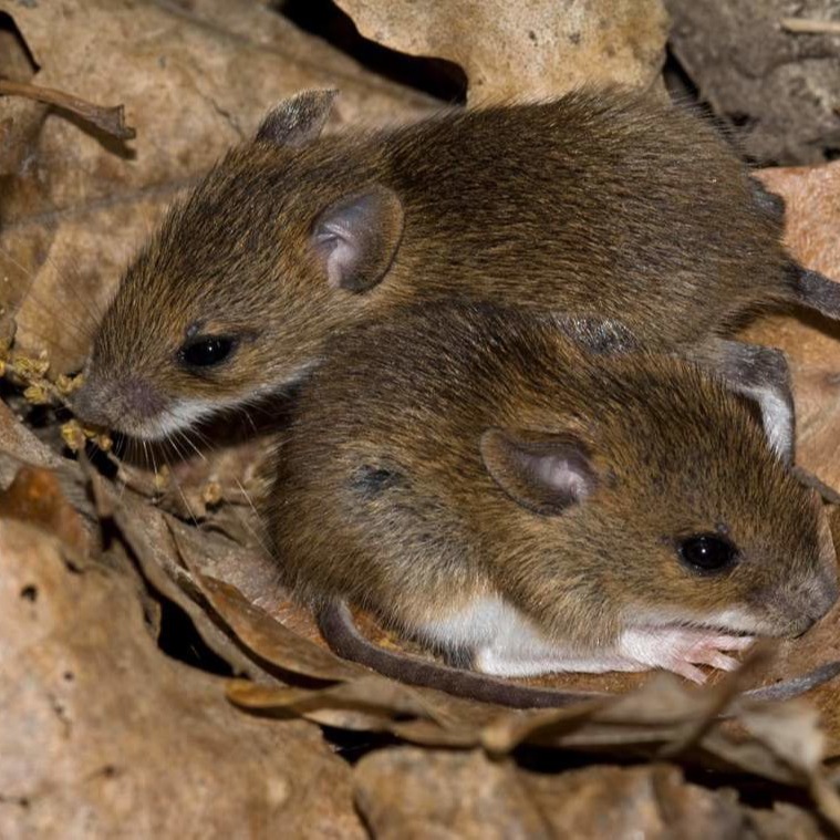 Уничтожения мышей в частном доме в Новошахтинске?