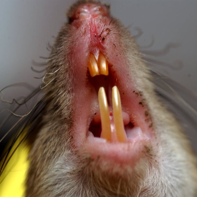 Дератизация крыс в Новошахтинске?